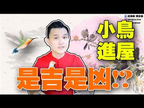 麻雀預兆|【麻雀進屋什麼意思】麻雀進宅，吉兆還是凶兆？揭秘麻雀進屋背。